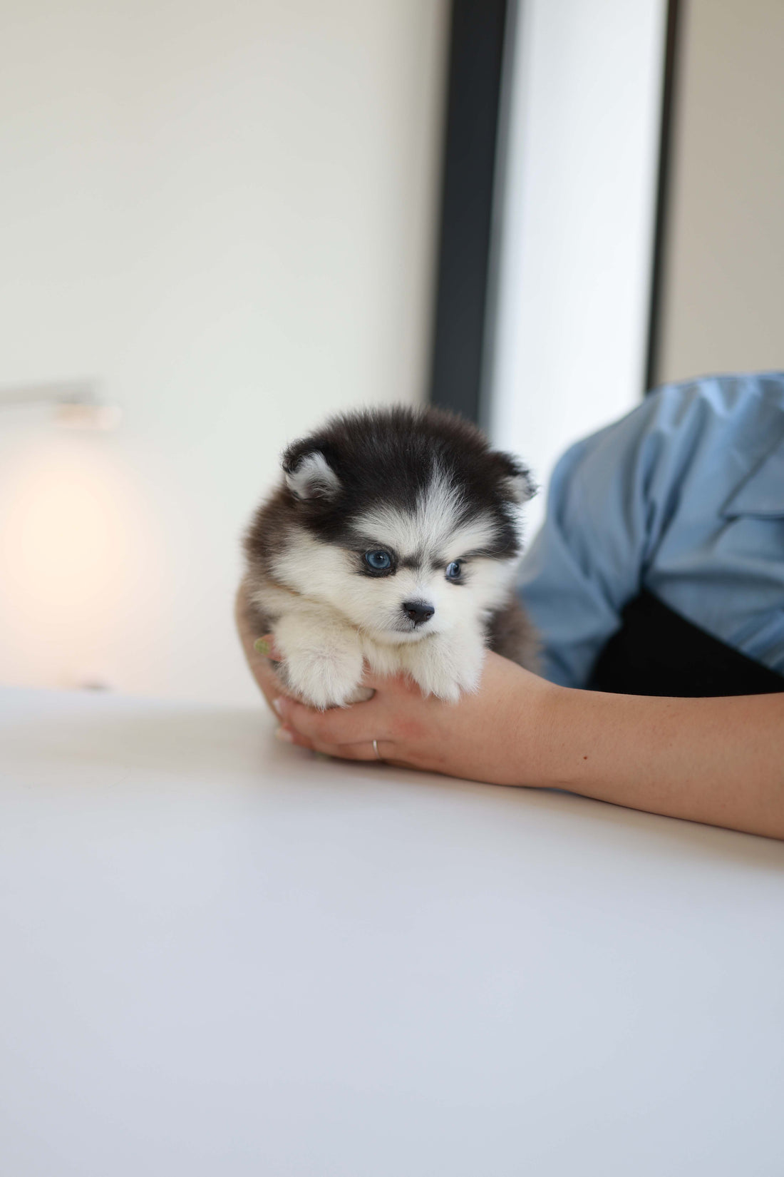 Atom - Pomsky M.