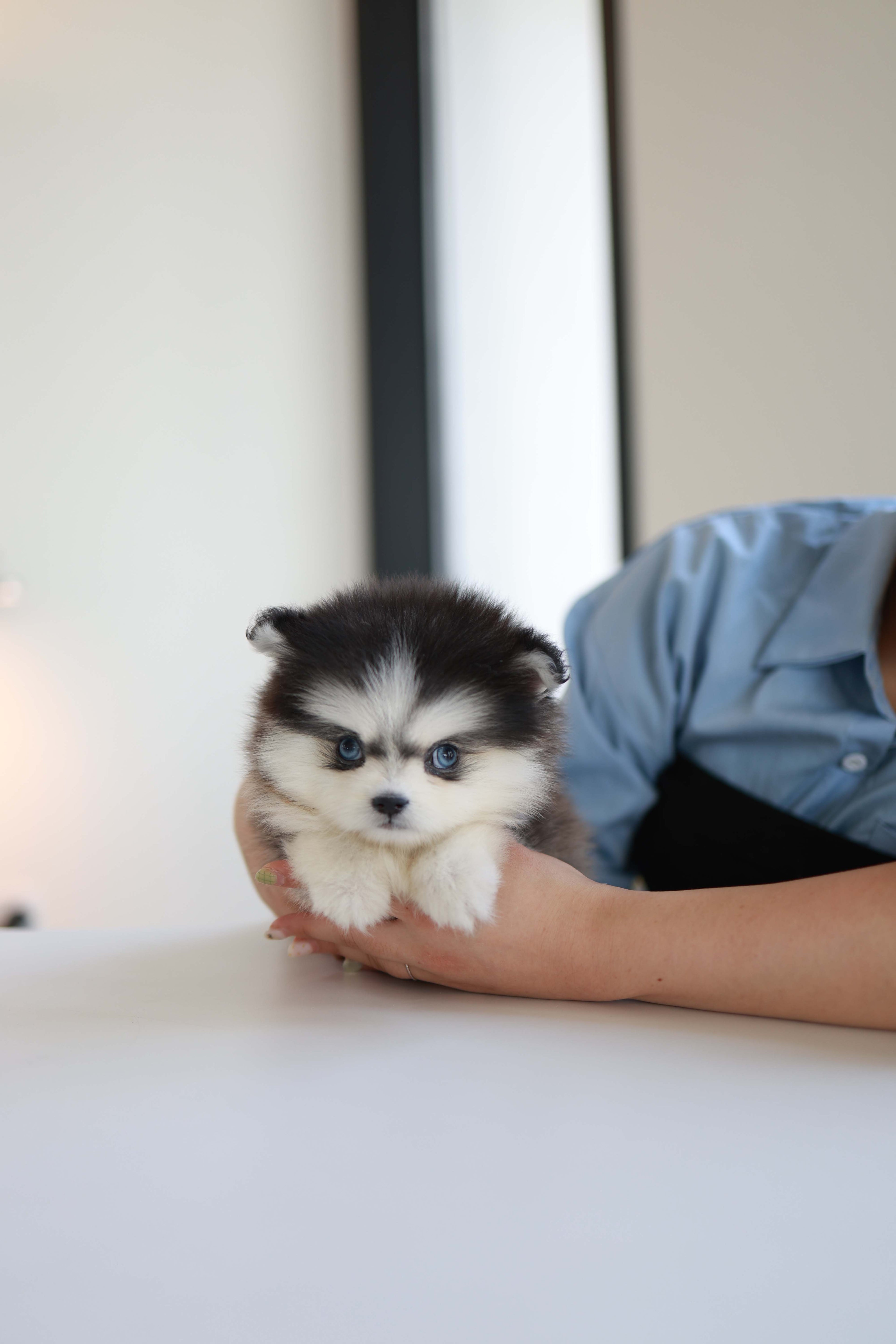 Atom - Pomsky M.
