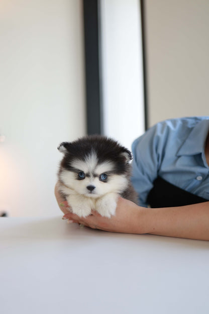 Atom - Pomsky M.