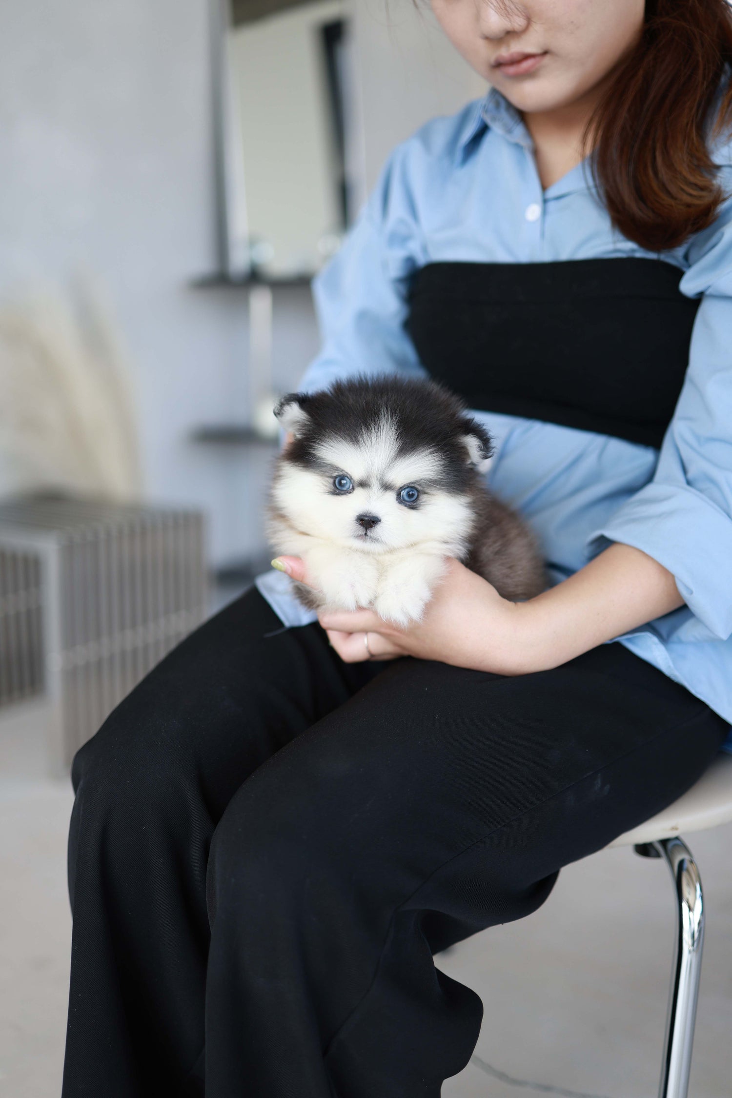 Atom - Pomsky M.