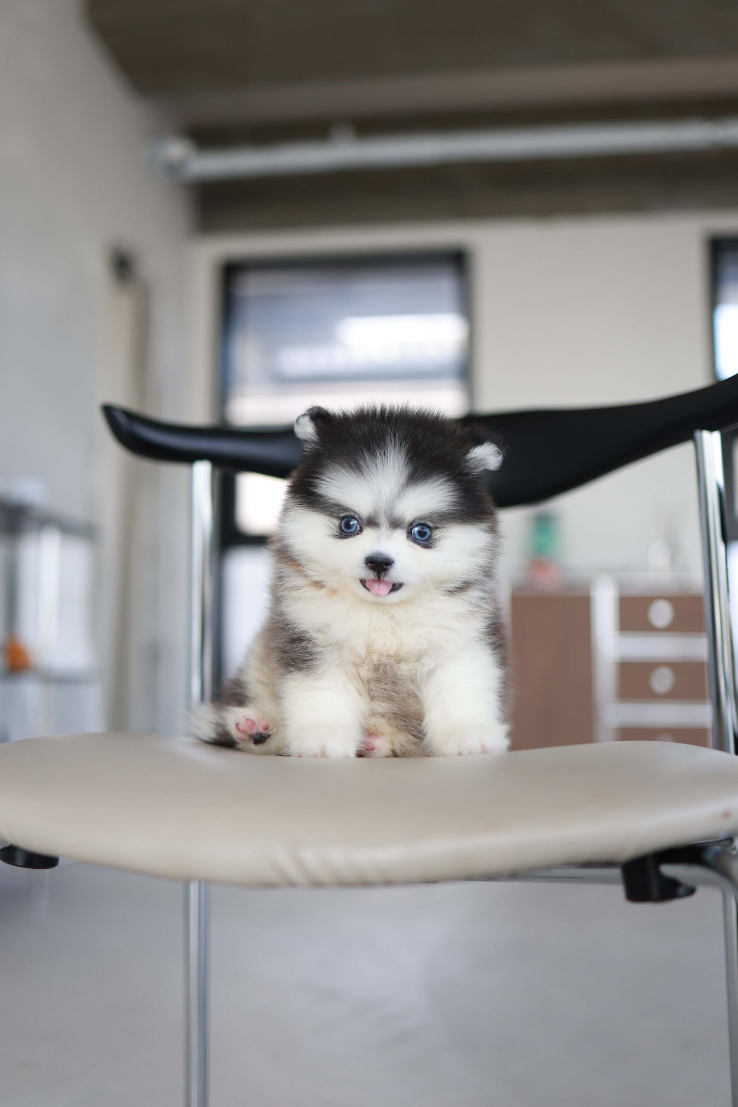 Atom - Pomsky M.