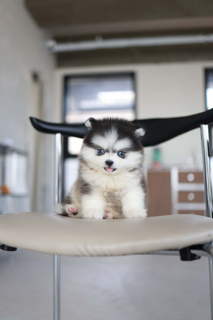 Atom - Pomsky M.