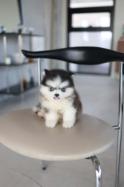 Atom - Pomsky M.