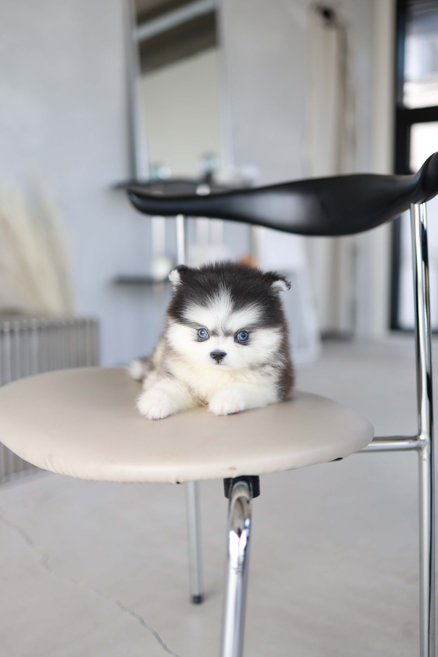 Atom - Pomsky M.