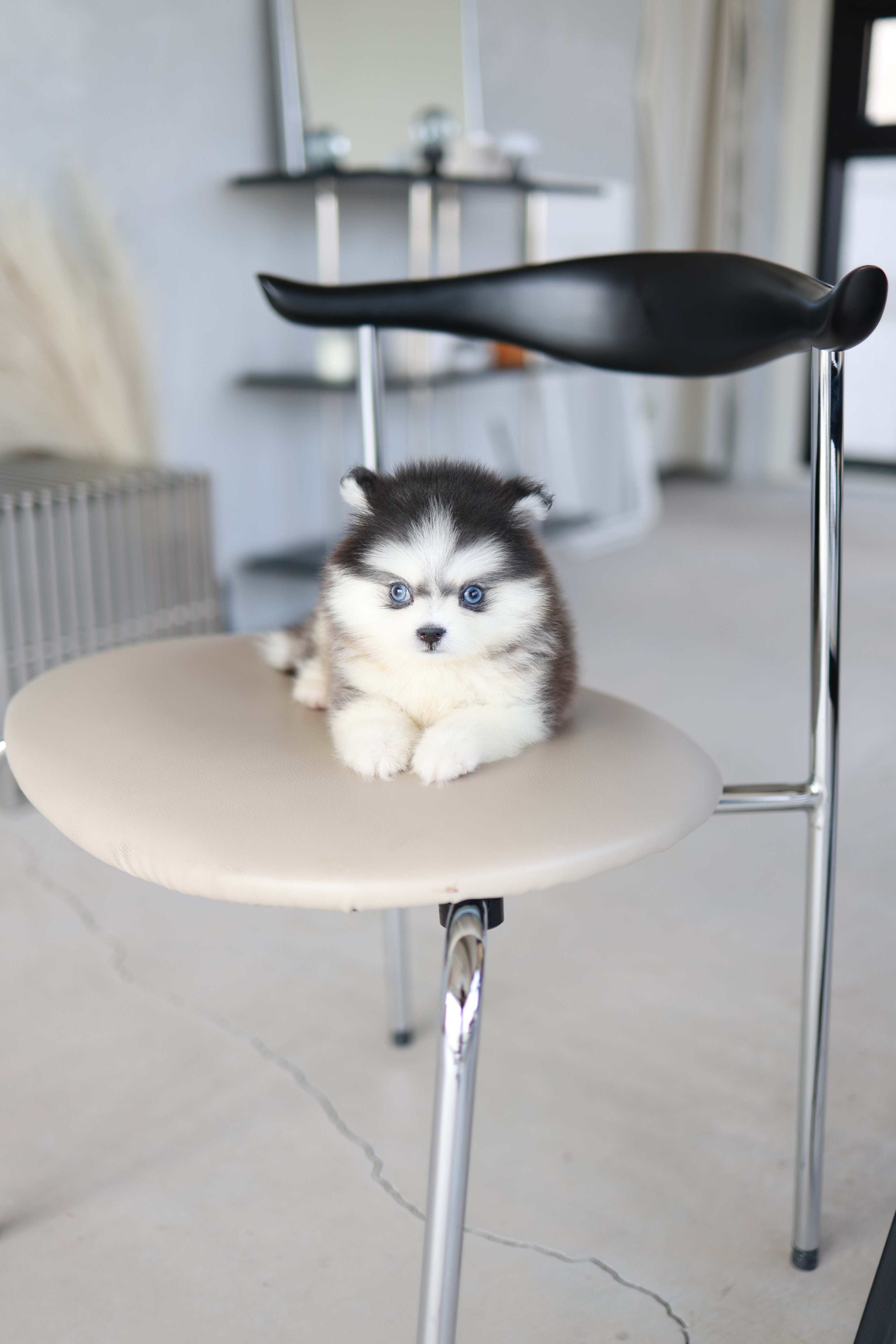 Atom - Pomsky M.