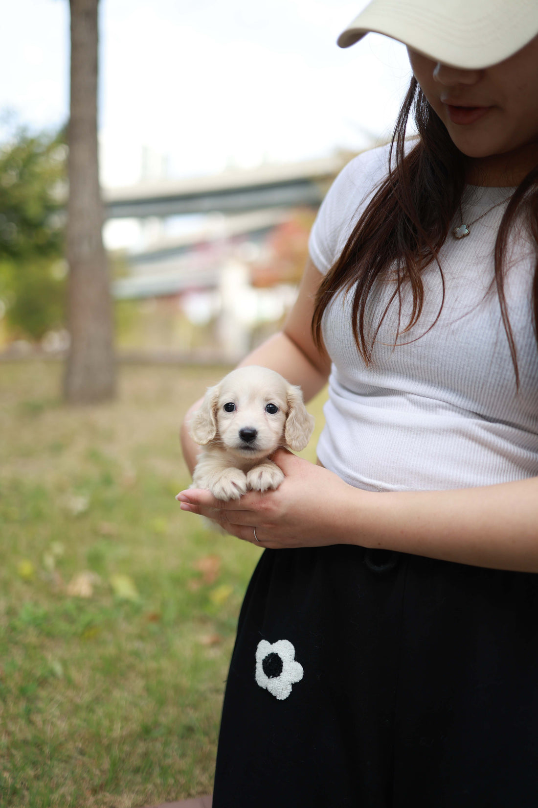 Winnie - Dachshund F.