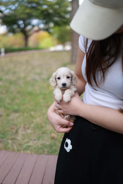 Winnie - Dachshund F.