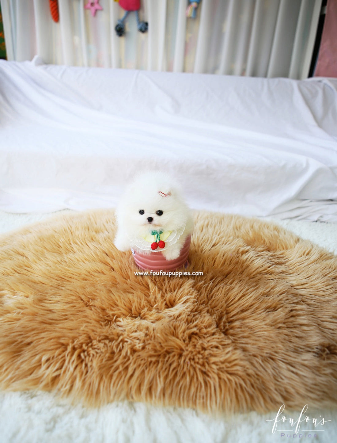 Twinkle - Pomeranian F.