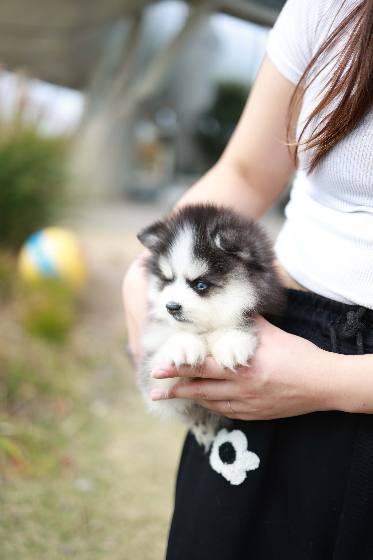 DaVinci - Pomsky M.