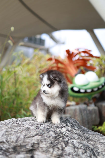 DaVinci - Pomsky M.