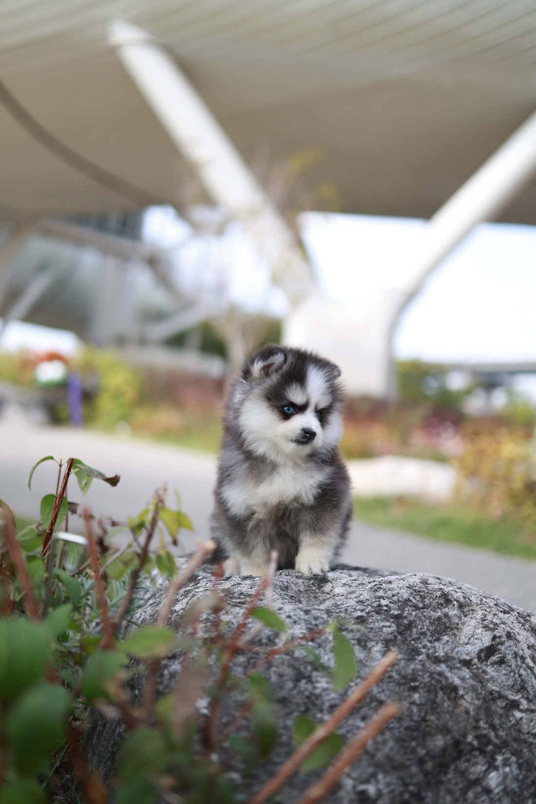 DaVinci - Pomsky M.
