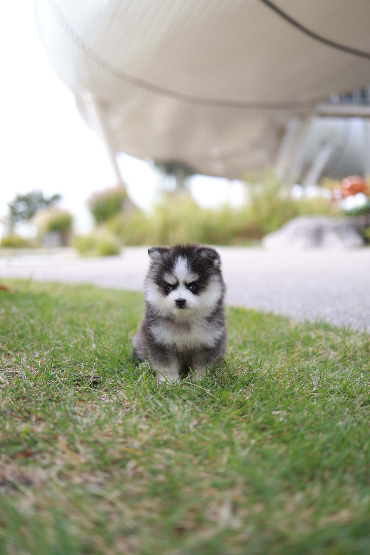 DaVinci - Pomsky M.