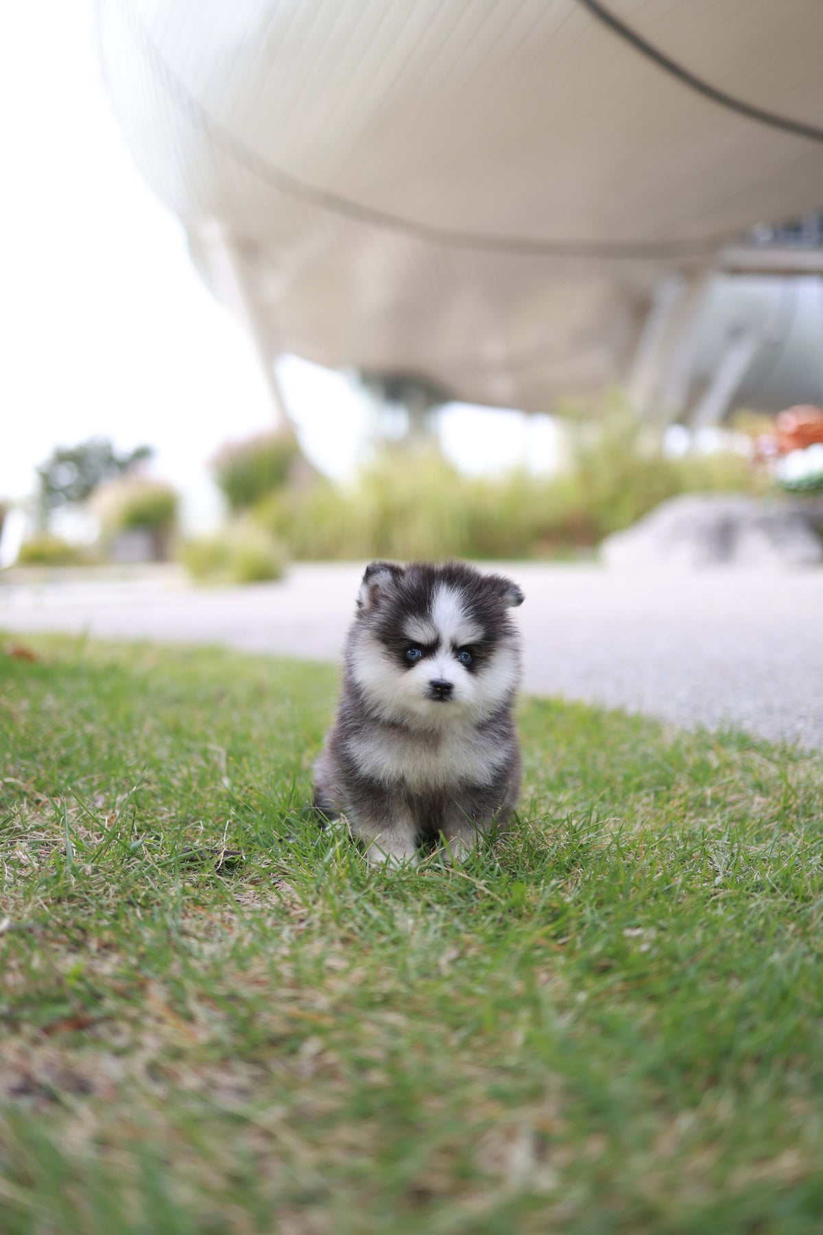 DaVinci - Pomsky M.