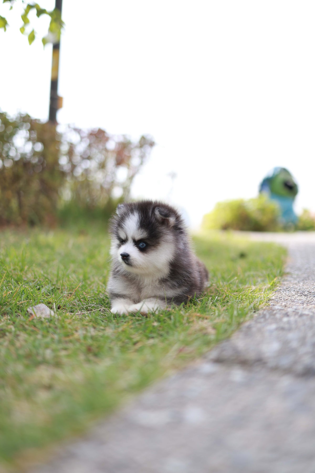 DaVinci - Pomsky M.