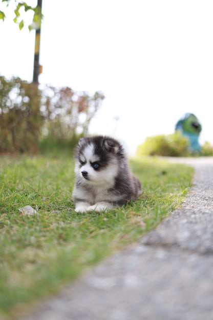 DaVinci - Pomsky M.