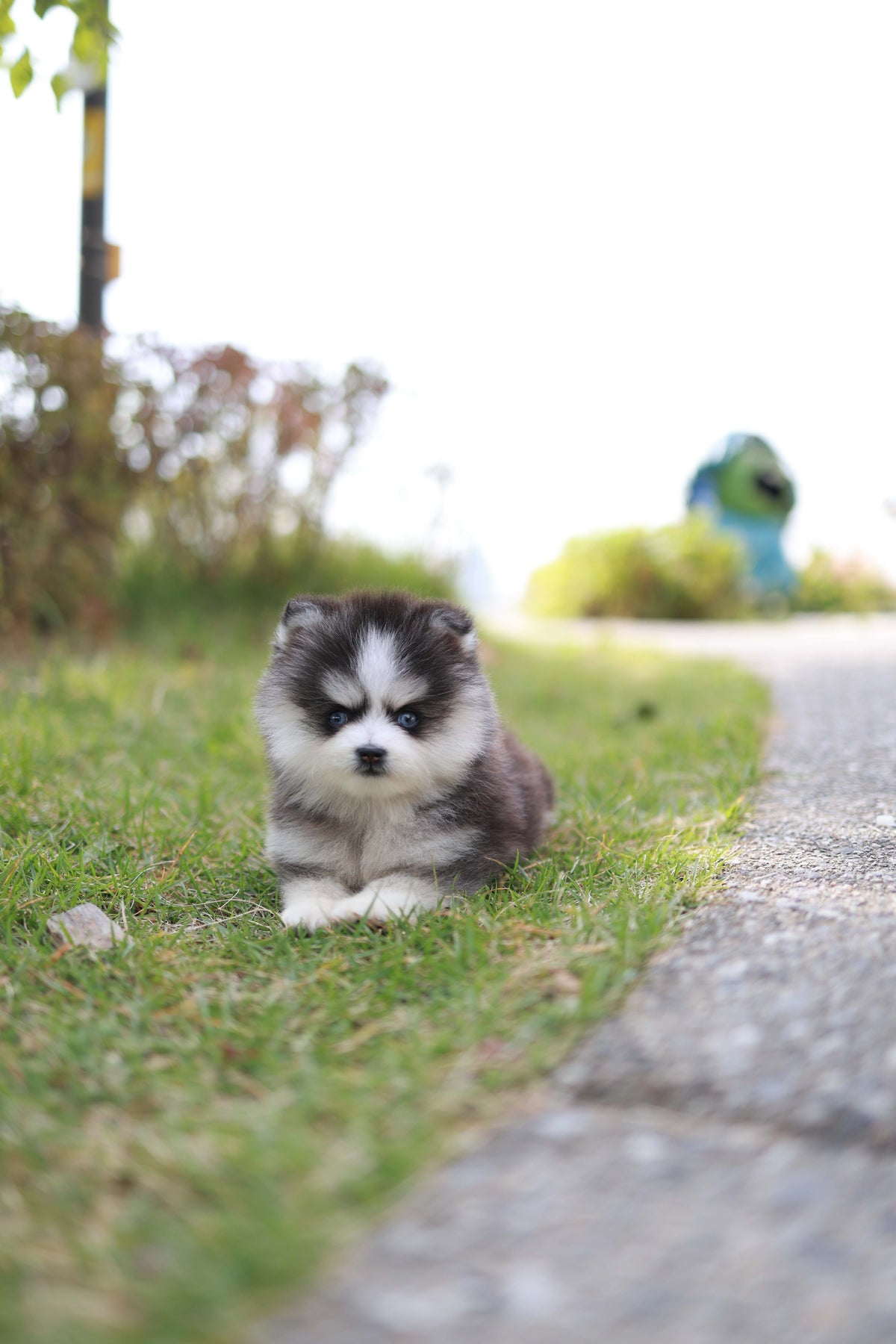 DaVinci - Pomsky M.