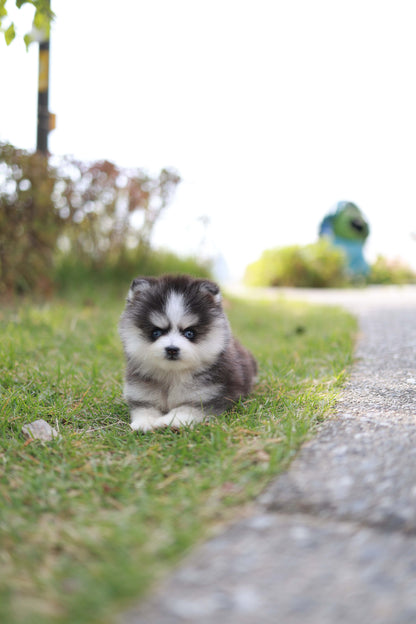DaVinci - Pomsky M.