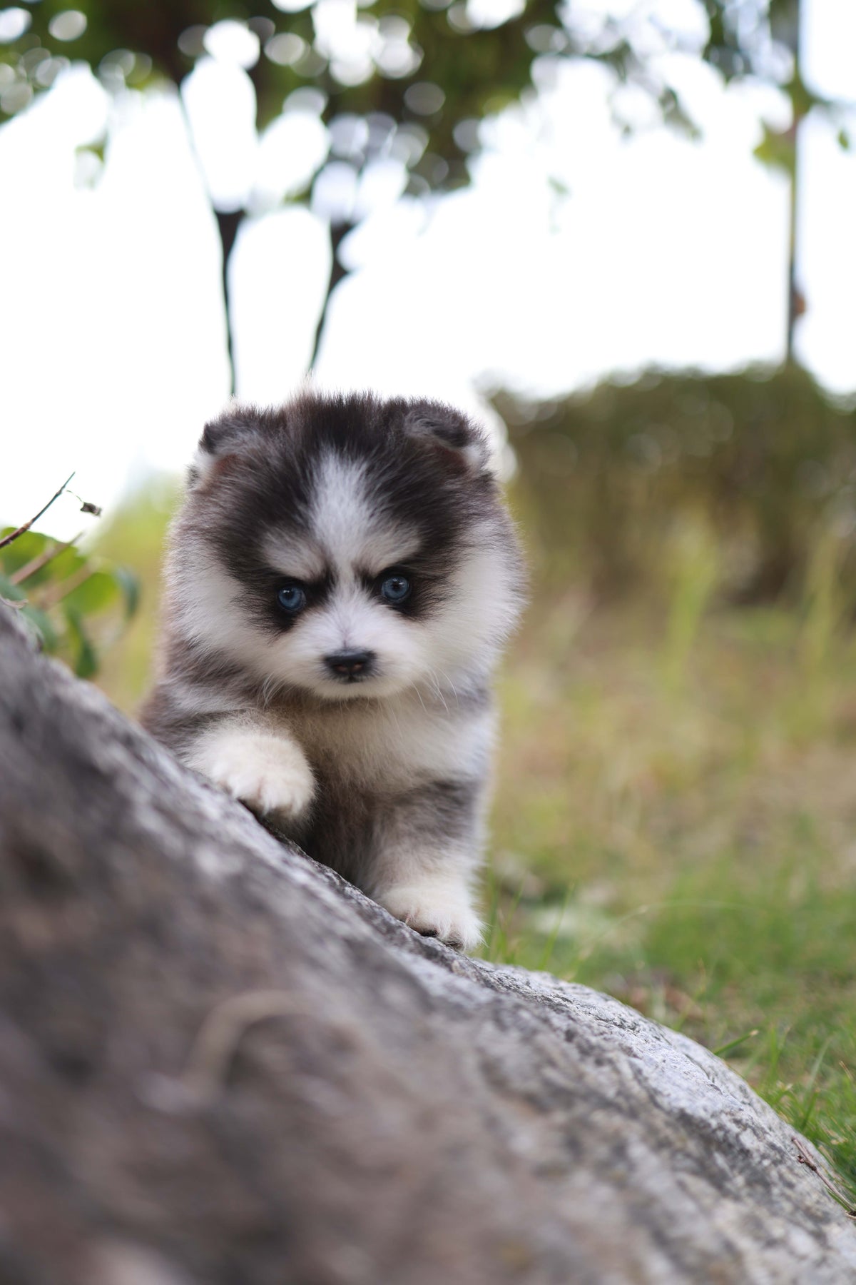 DaVinci - Pomsky M.
