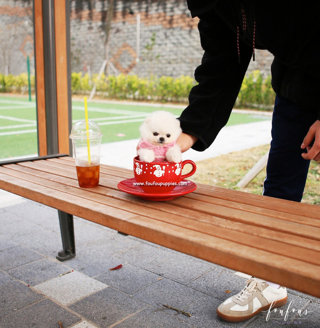 Noelle - Pomeranian F.