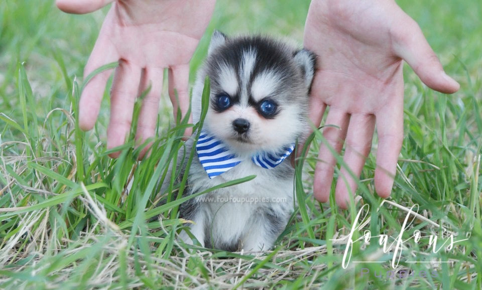 Zach - Pomsky M.