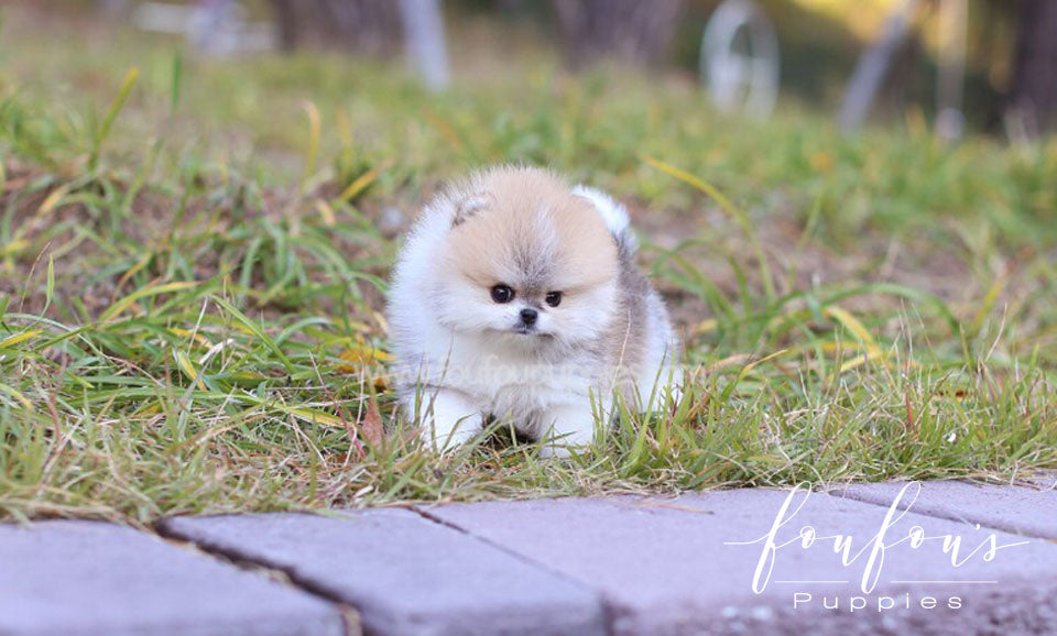 Marlon - Pomeranian M.