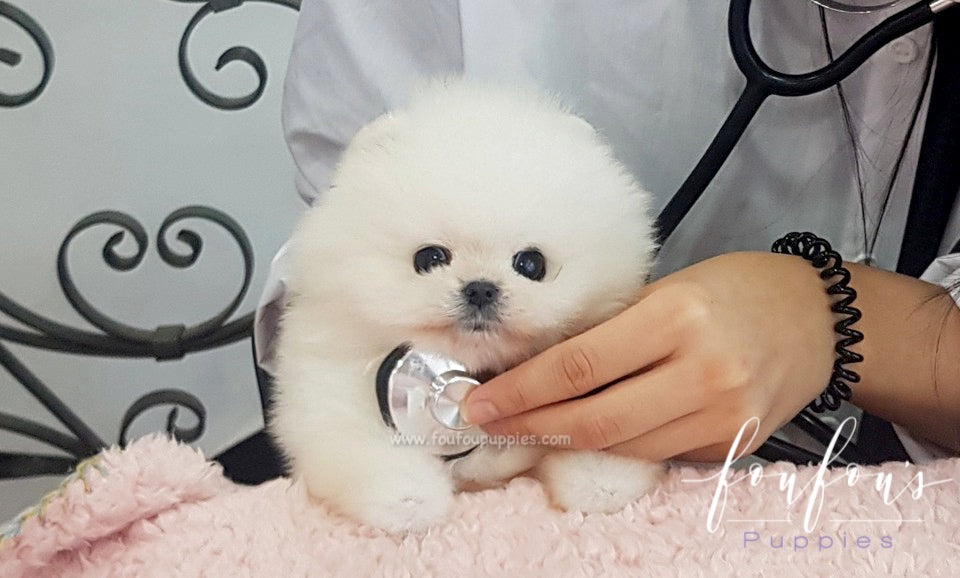 Champ - Pomeranian M. (Champion Bloodline)