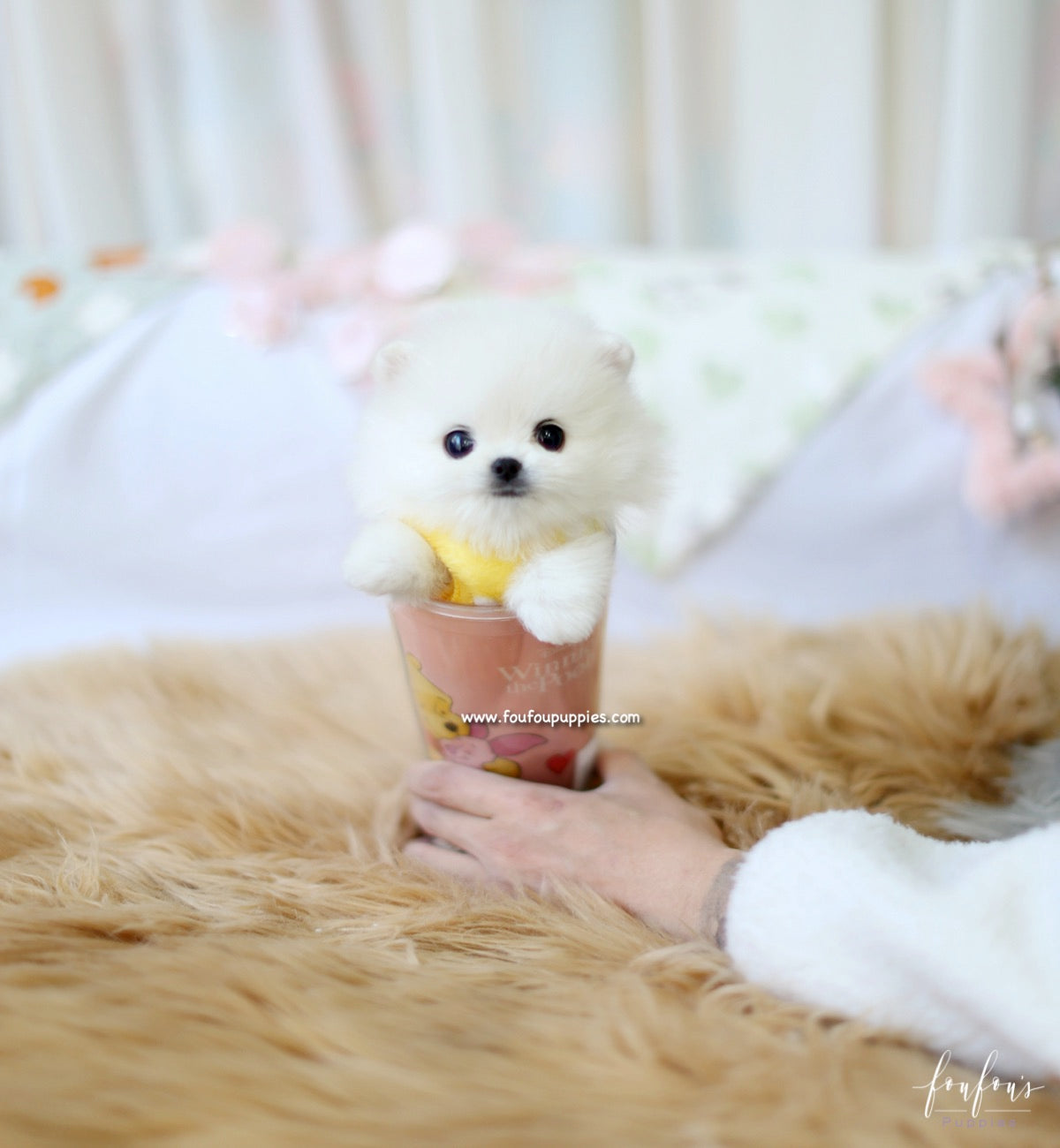 Boo - Pomeranian M.