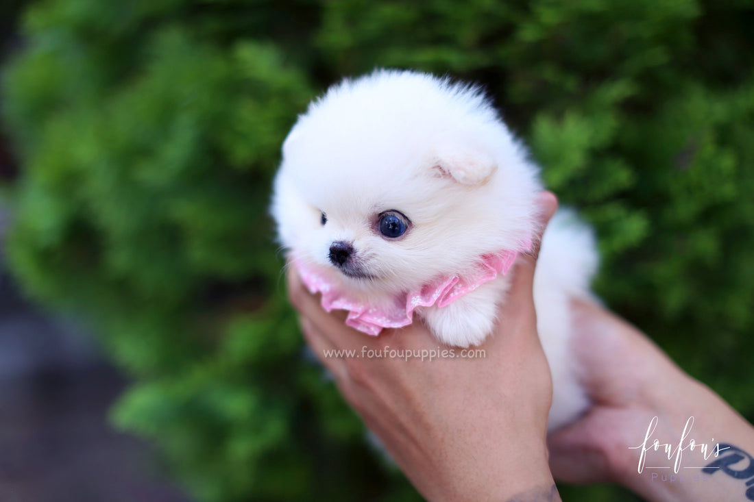 Cindy - Pomeranian F.