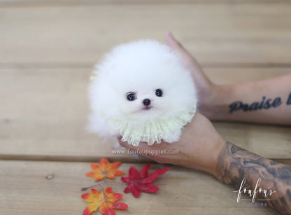 Cotton Candy - Pomeranian M.