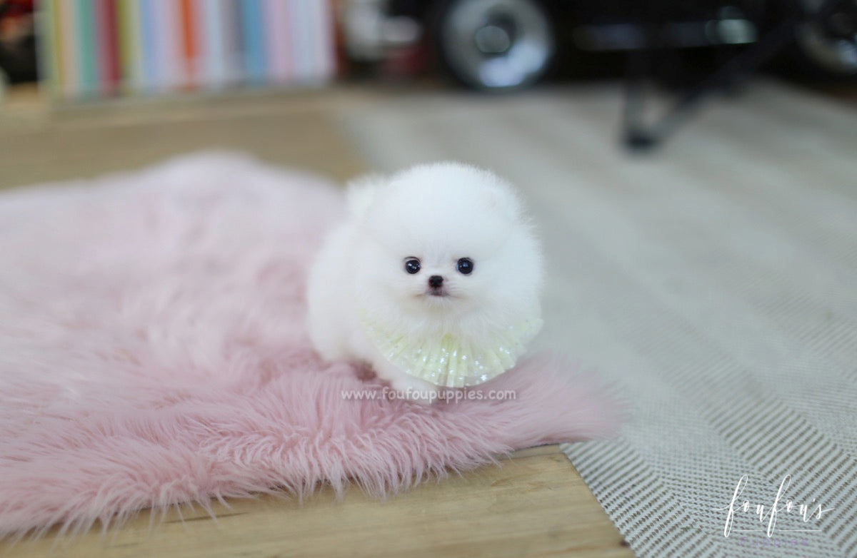 Cotton Candy - Pomeranian M.