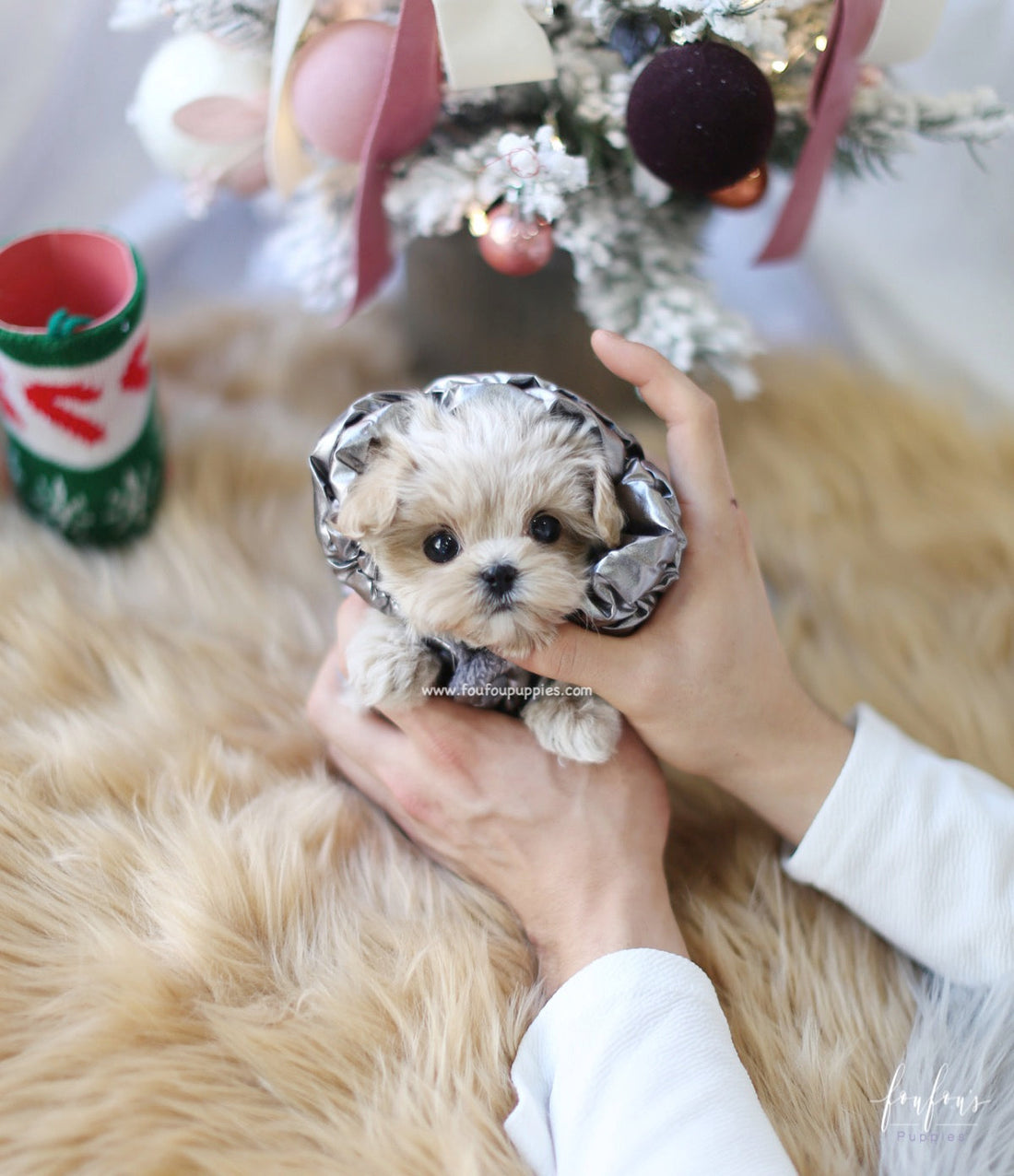 Simba - Maltipoo M.