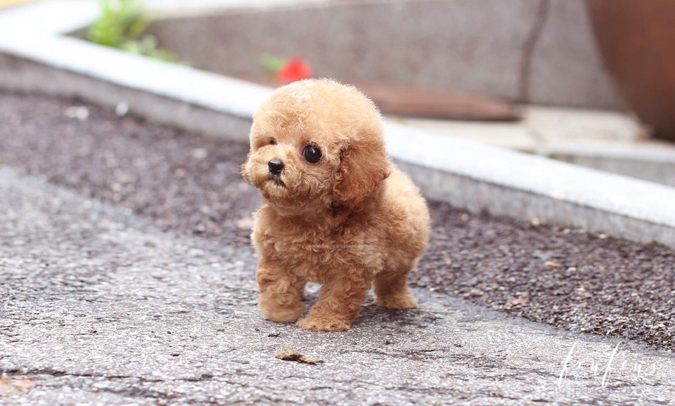 BouBou - Poodle M.