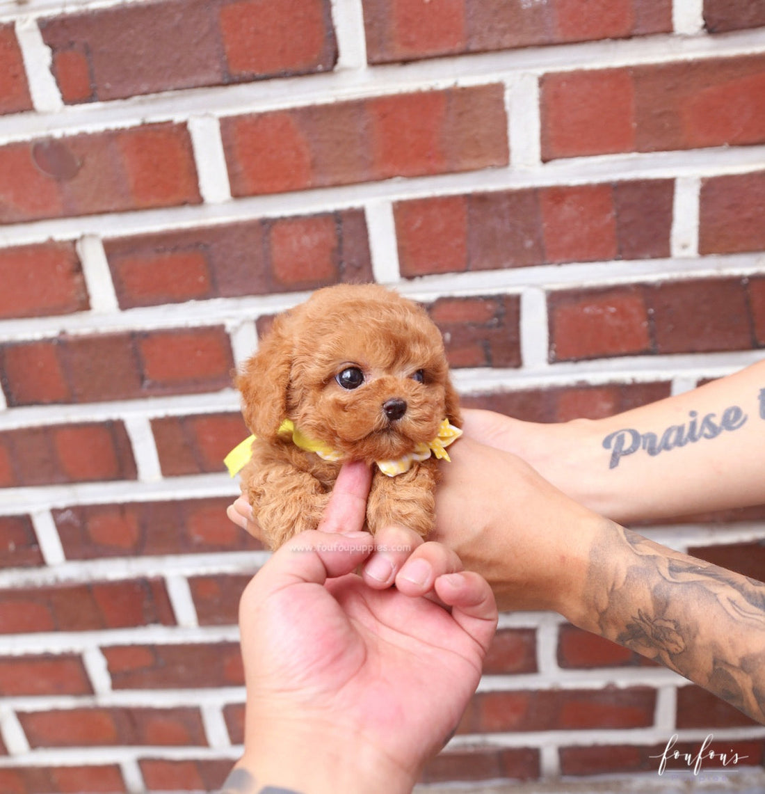 Toby - Poodle M.