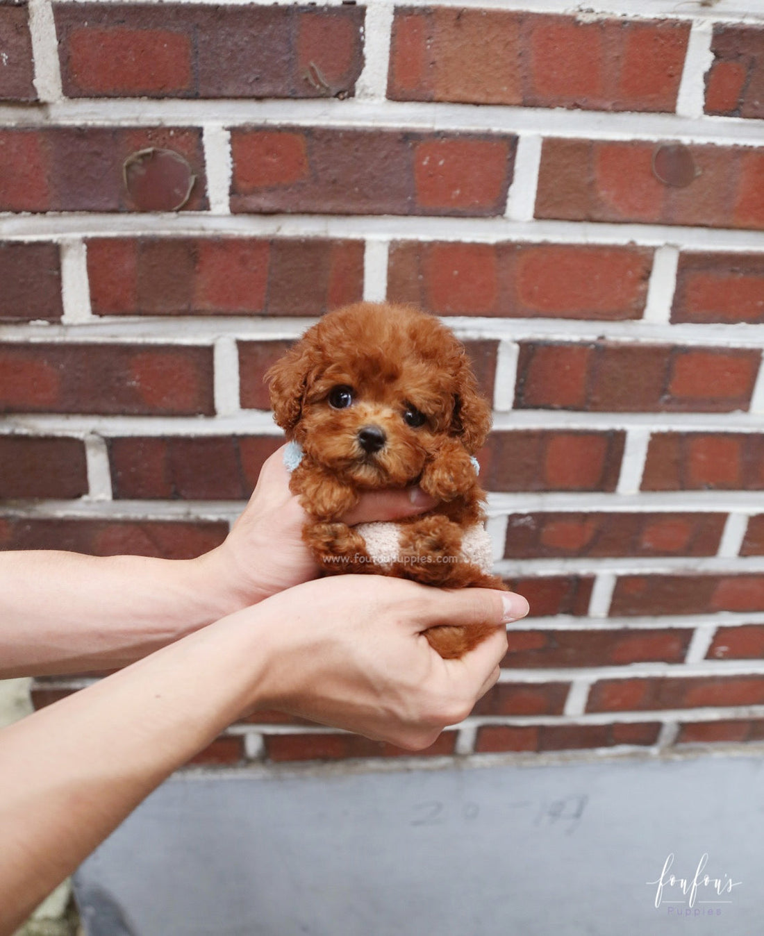 Arlo - Poodle M.