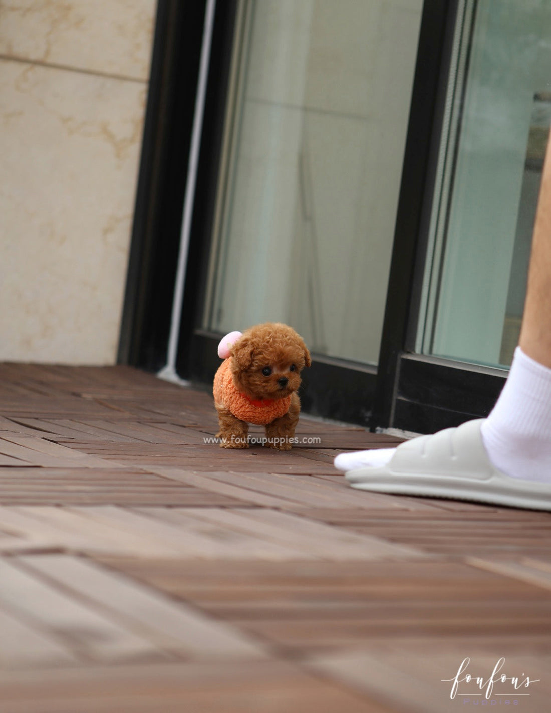 Ginger - Poodle F.