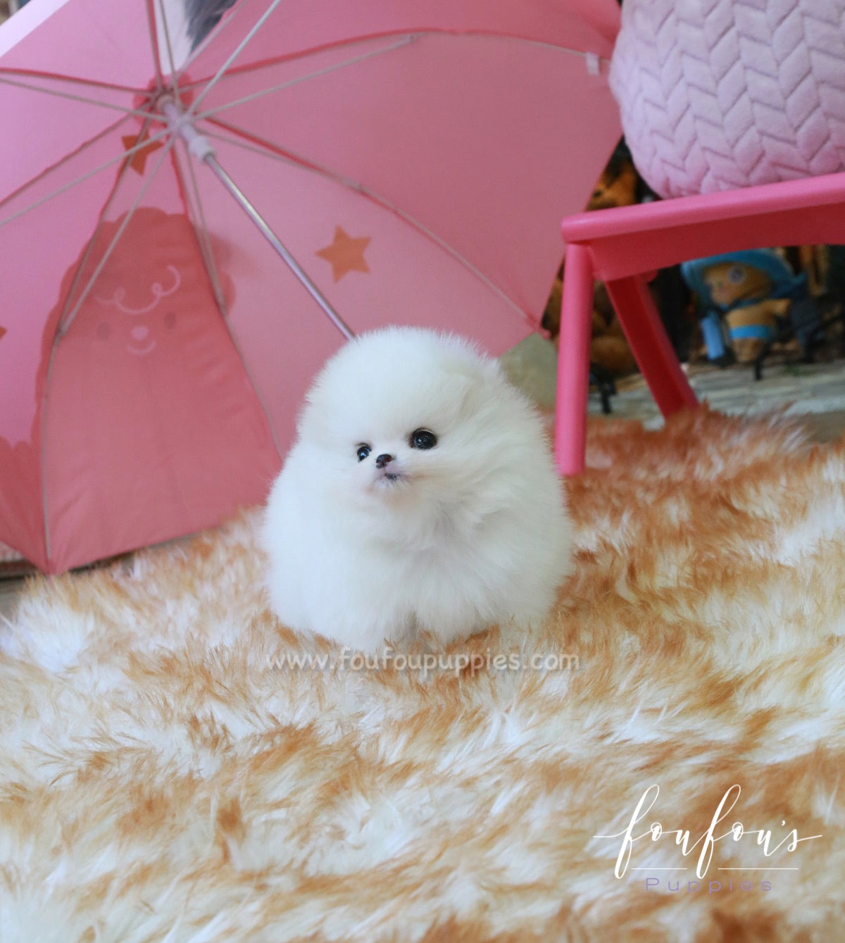 Dolce - Pomeranian F.