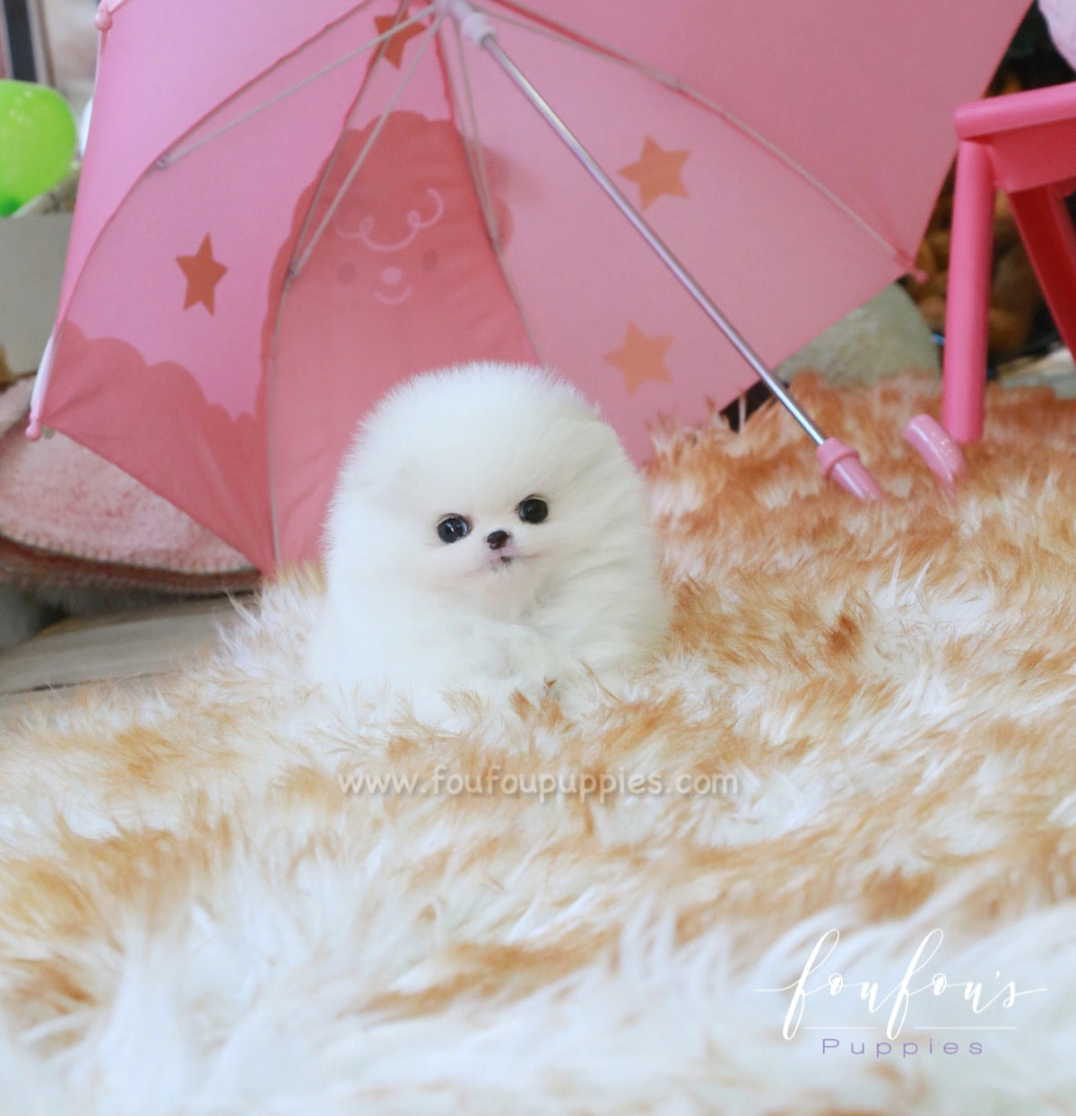 Dolce - Pomeranian F.