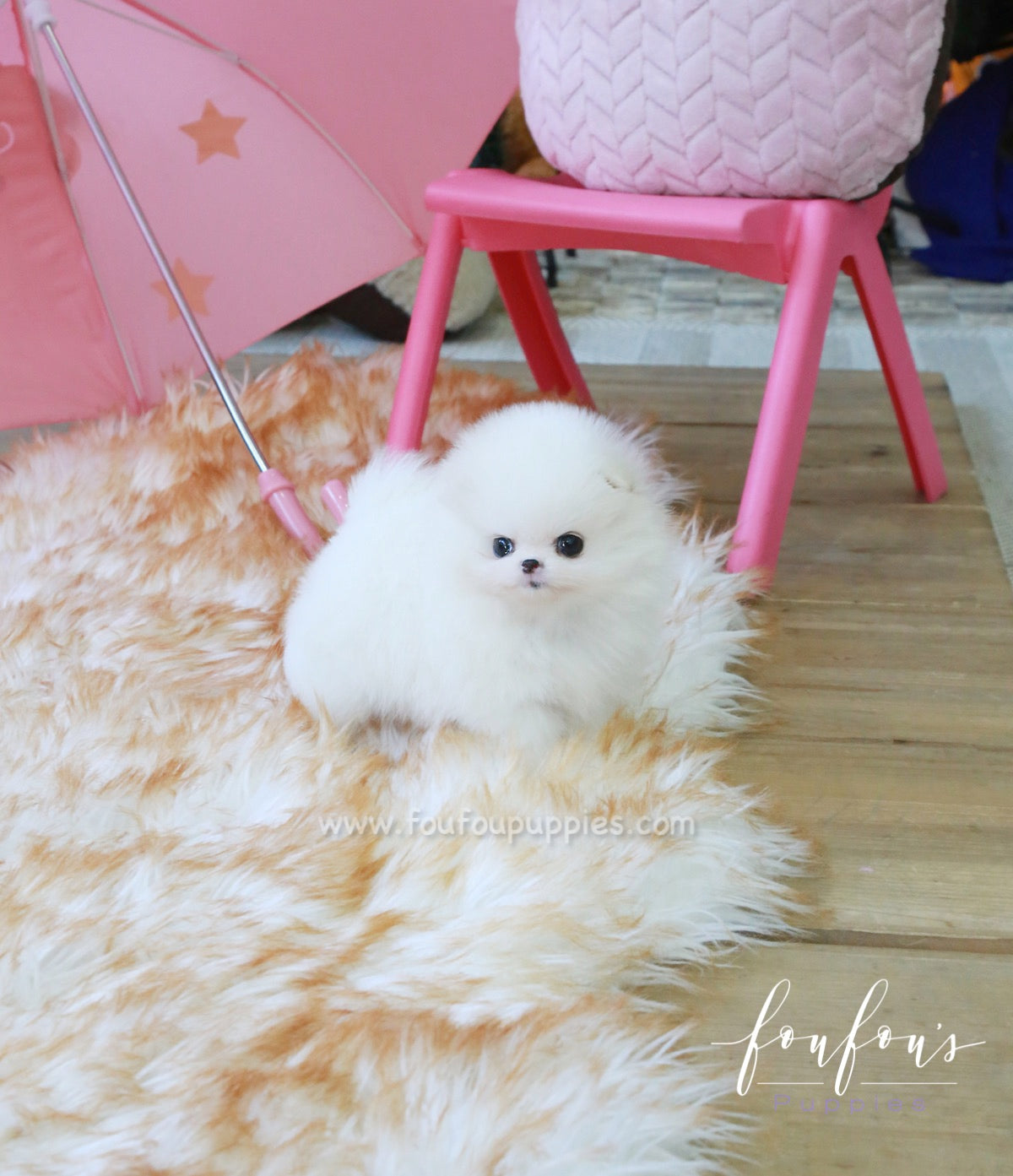 Dolce - Pomeranian F.