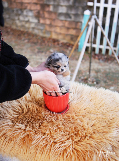 Scarlett - Pomeranian F.