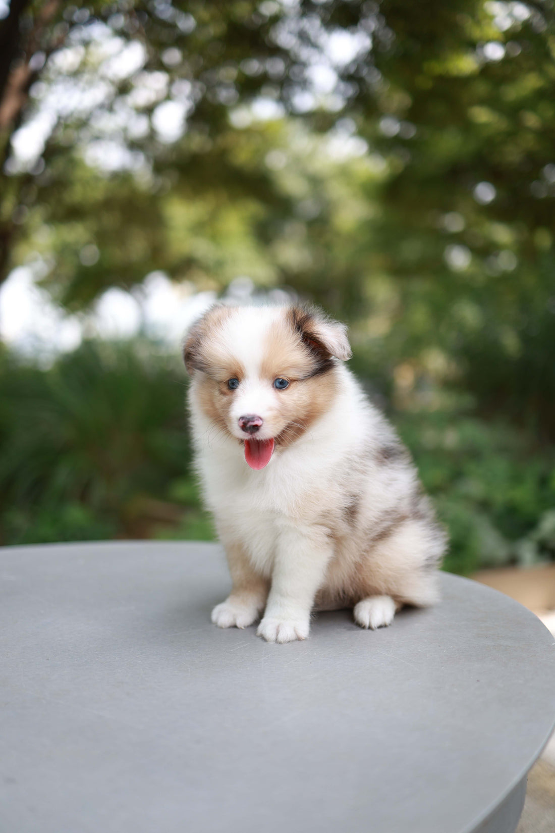 Koda - Shetland Sheepdog M.