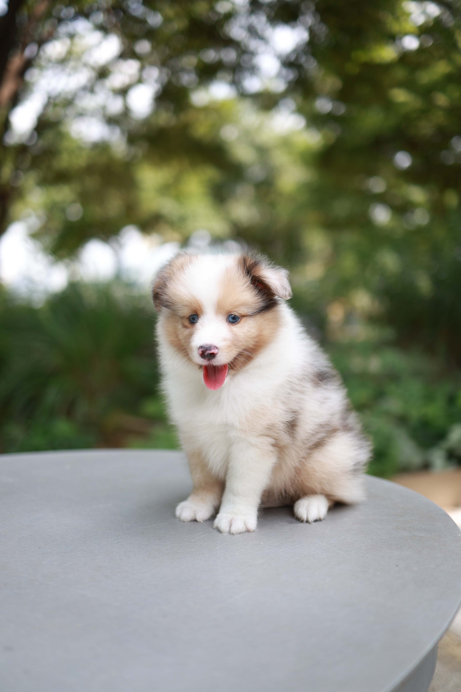 Koda - Shetland Sheepdog M.