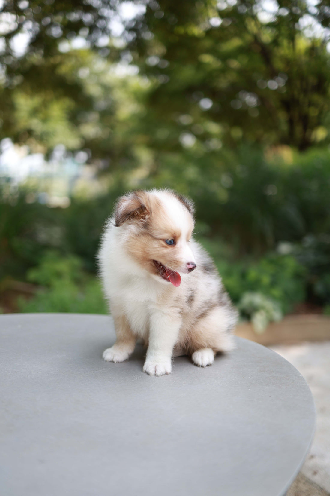 Koda - Shetland Sheepdog M.