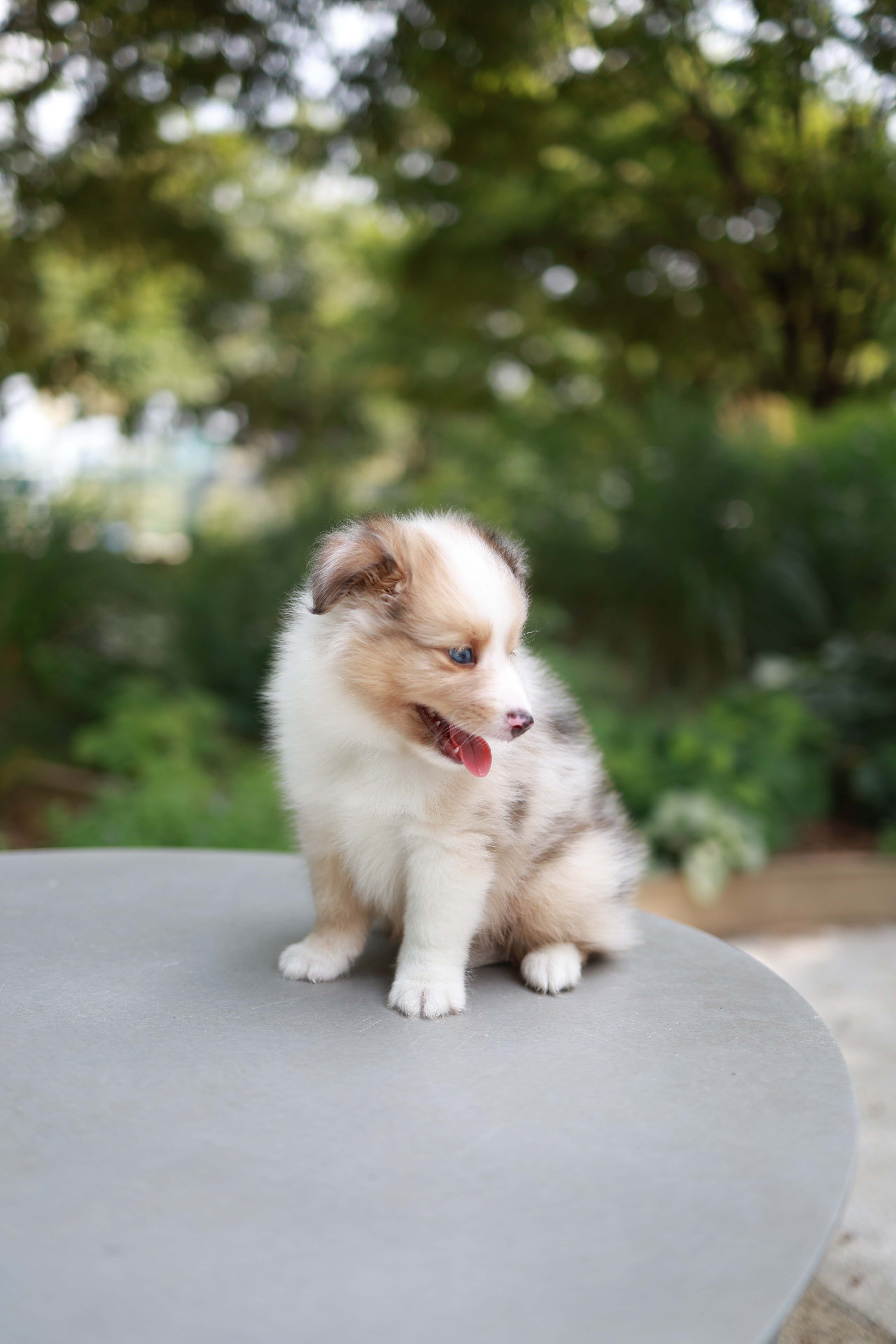 Koda - Shetland Sheepdog M.
