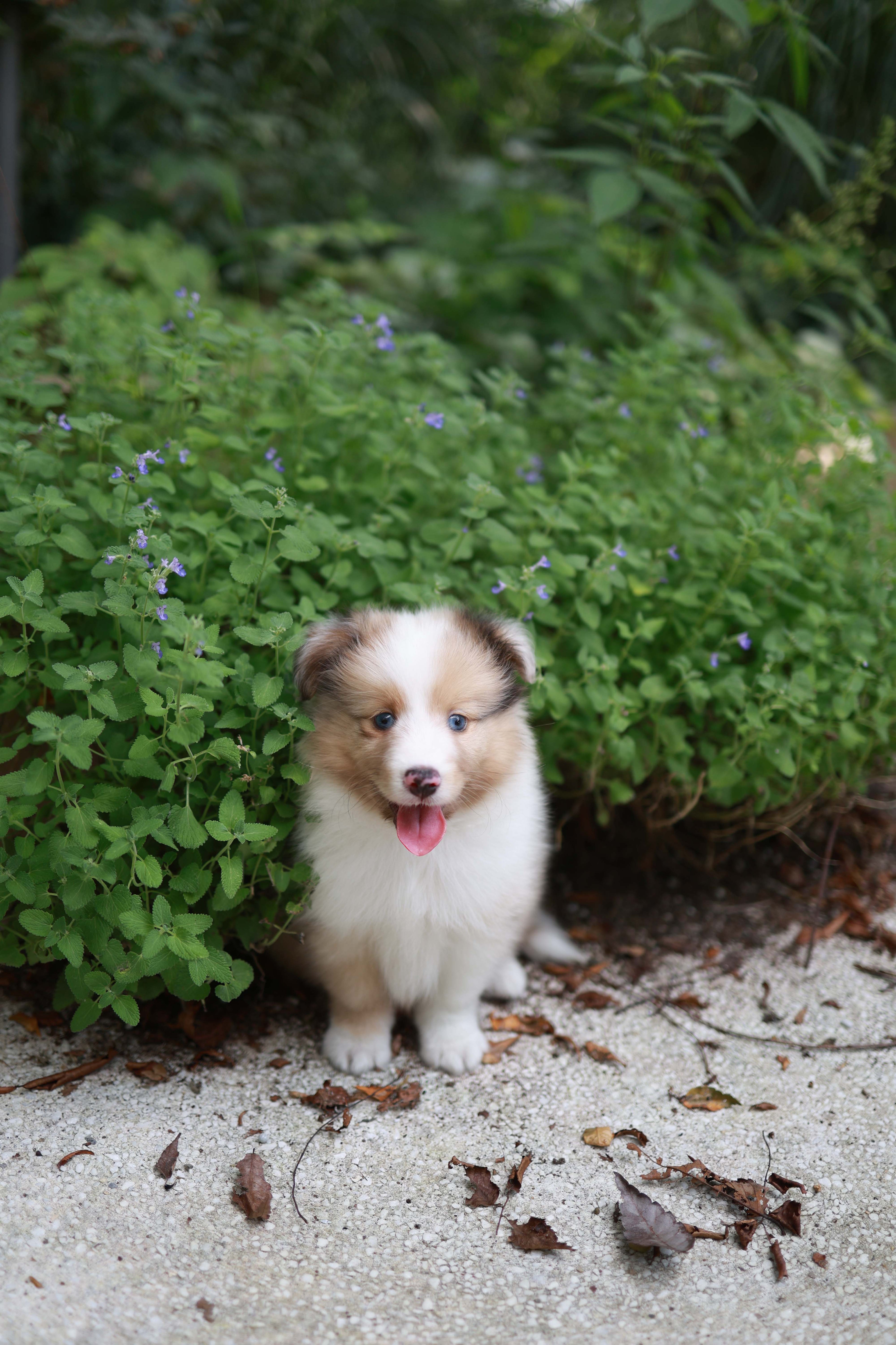 Koda - Shetland Sheepdog M.