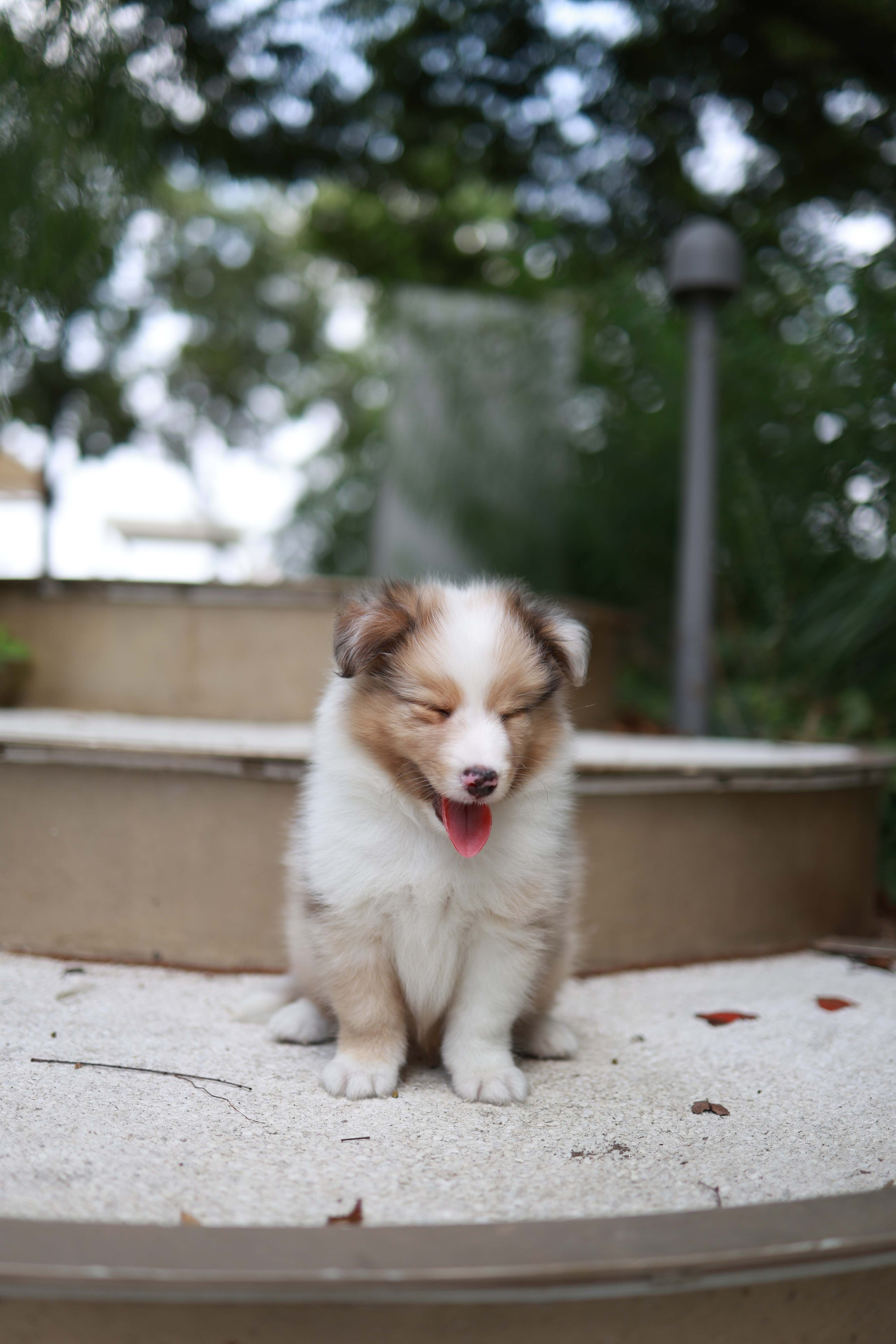 Koda - Shetland Sheepdog M.