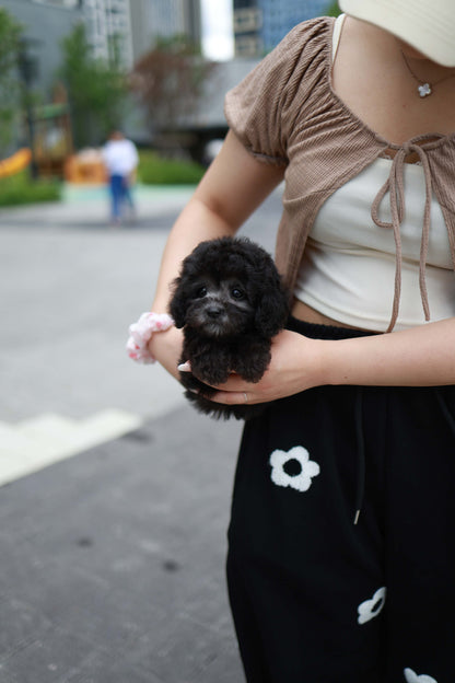 Dahlia - Poodle F.
