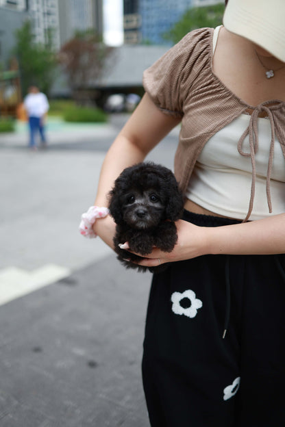 Dahlia - Poodle F.