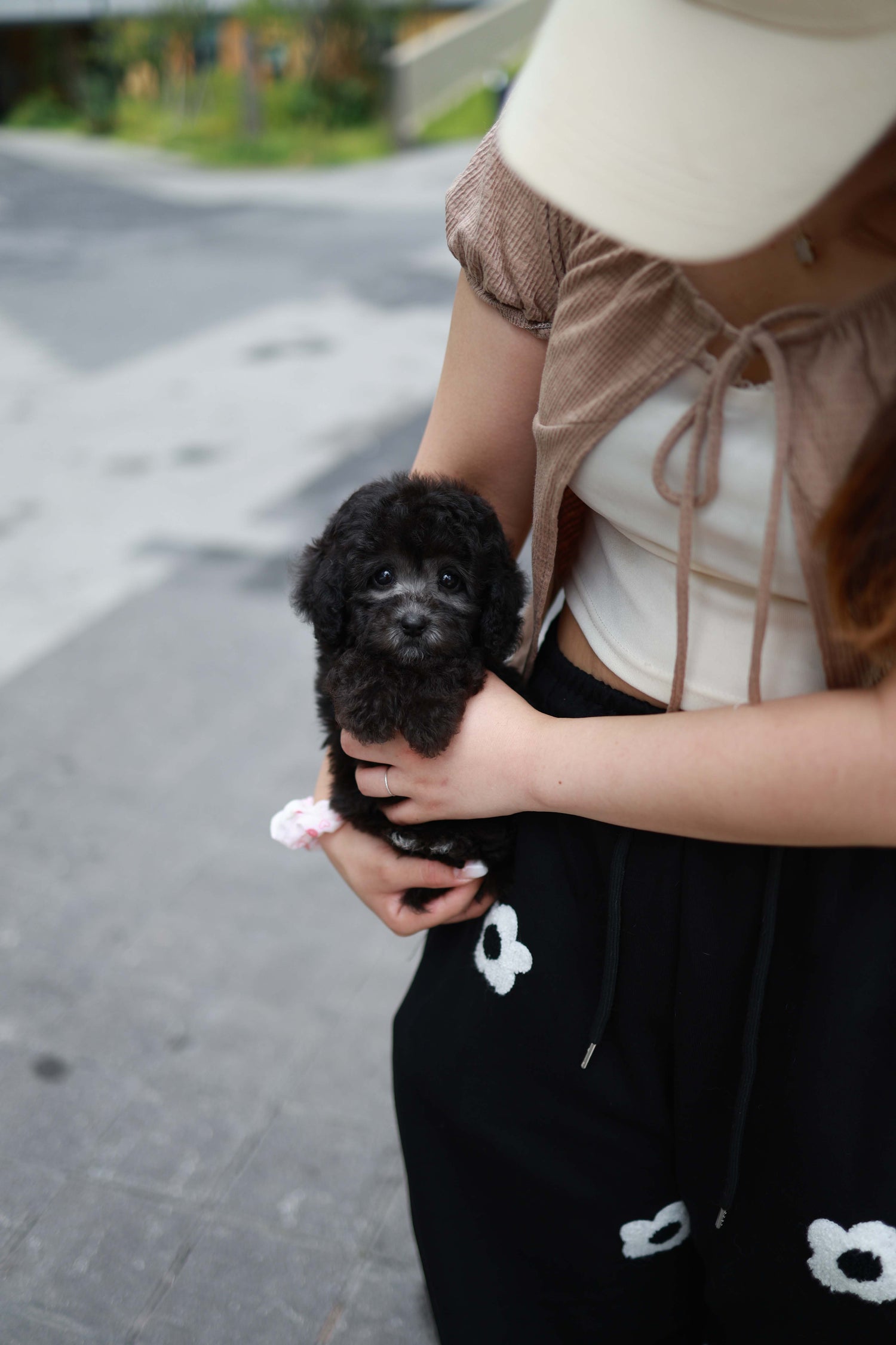 Dahlia - Poodle F.