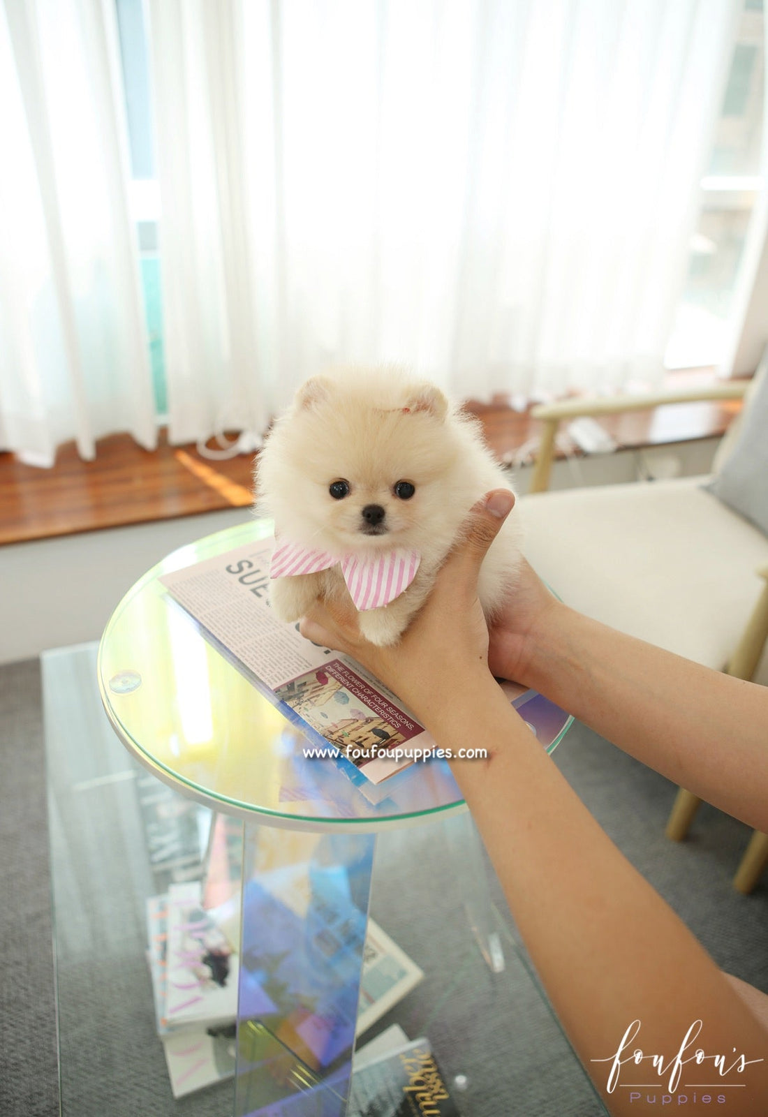 Sweetie - Pomeranian F.