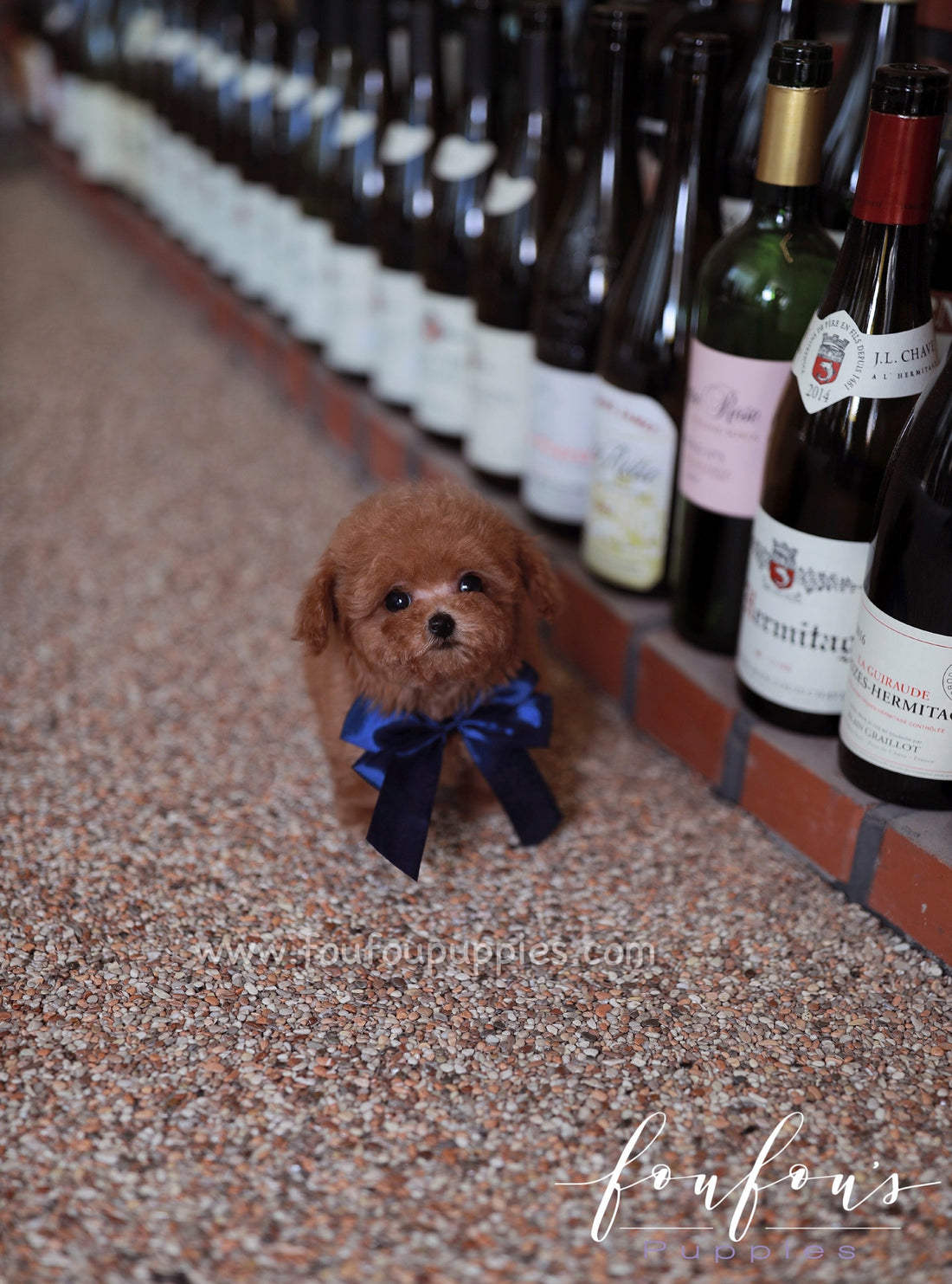 Suki - Poodle M.